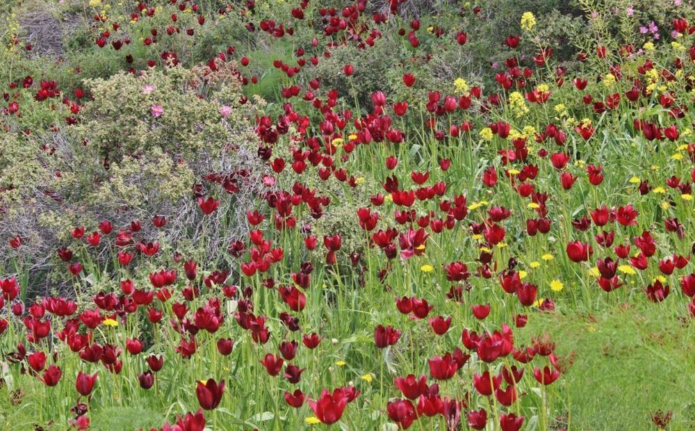 Тюльпаны в саду: популярные сорта, посадка, уход🌷